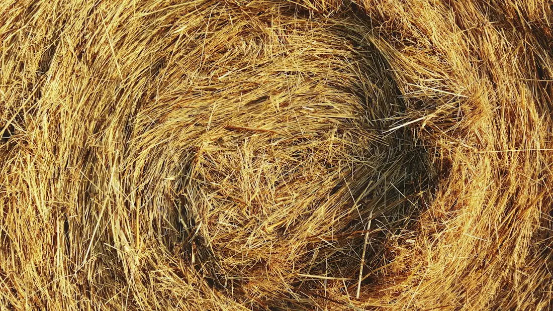 كتلة حيوية متجددة للطاقة الصناعية
